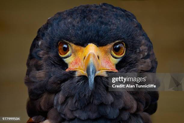 bateleur eagle - bateleur eagle 個照片及圖片檔