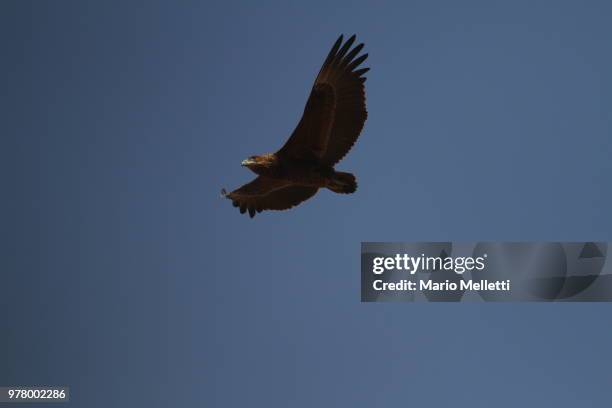 bateleur - bateleur eagle stockfoto's en -beelden