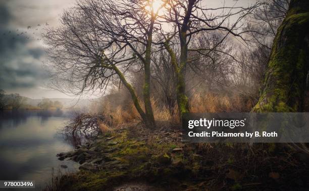 Roth Tree Photos and Premium High Res Pictures - Getty Images