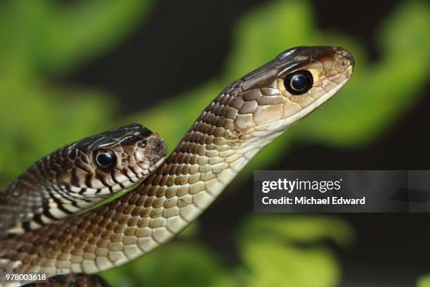 rat snake - rat snake stock pictures, royalty-free photos & images