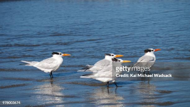 flock of gulls - royal tern stock pictures, royalty-free photos & images