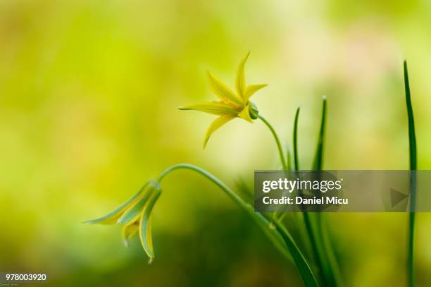 meadow gagea - gagea stock pictures, royalty-free photos & images