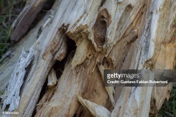 madera en descomposicion - madera stock pictures, royalty-free photos & images
