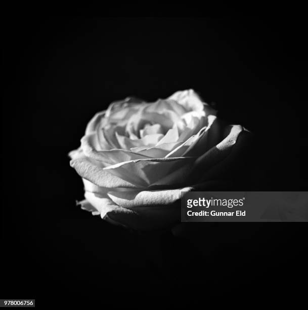 close up of white rose - eld stock-fotos und bilder