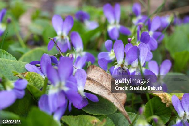 Violet Raup 244 Dog Violets Stock Photos, High-Res Pictures, and Images - Getty Images