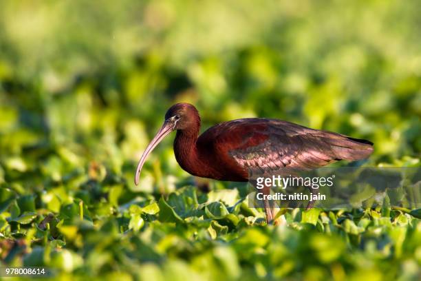 glossy ibis - glossy ibis stock pictures, royalty-free photos & images