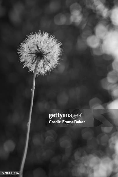 dandelion - emma baker stock pictures, royalty-free photos & images