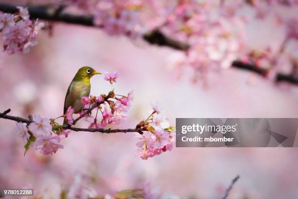 japanese white-eye (zosterops japonicus) perching on branch, kawazu, kamo district, shizuoka prefecture, japan - izu peninsula stock pictures, royalty-free photos & images