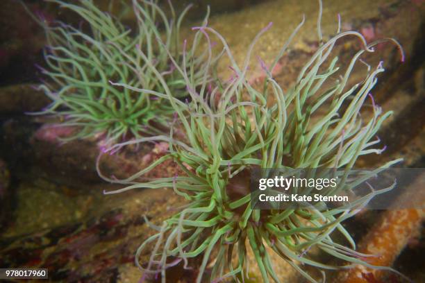 snakelocks anemone (anemonia viridis) - anemonia viridis stock pictures, royalty-free photos & images