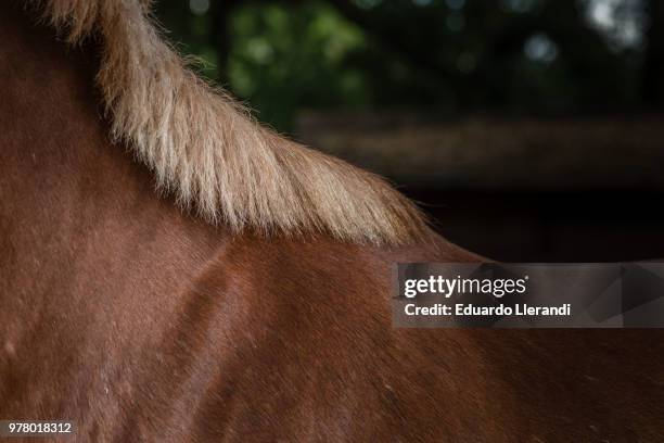 horse back - hairy back stock pictures, royalty-free photos & images