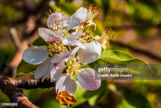 fleur de pommier - fleur de pommier stock pictures, royalty-free photos & images