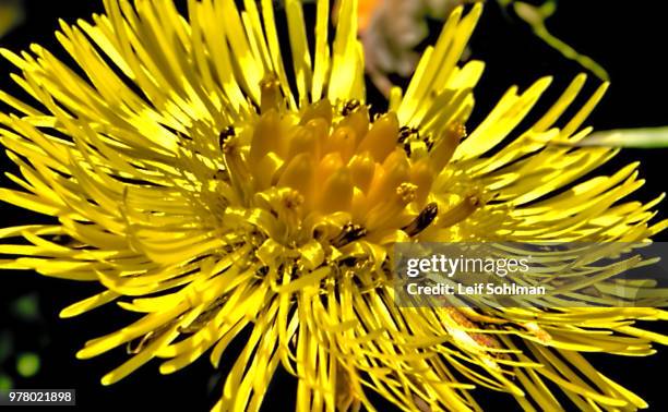 coltsfoot side - coltsfoot photos et images de collection