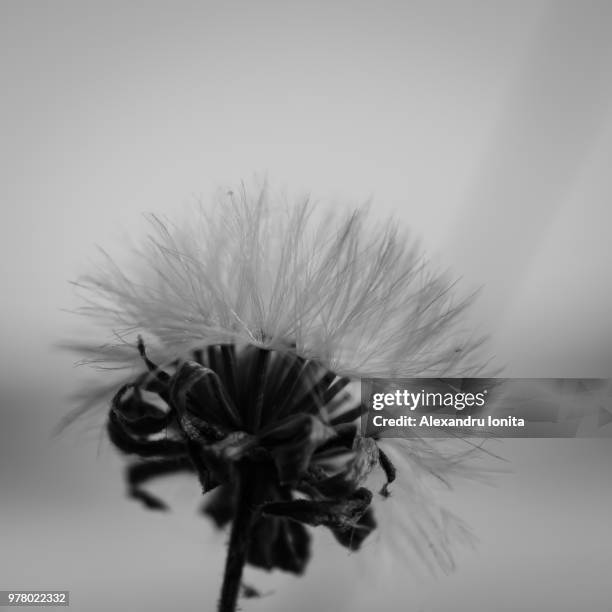 rebellion - thistle silhouette stock pictures, royalty-free photos & images