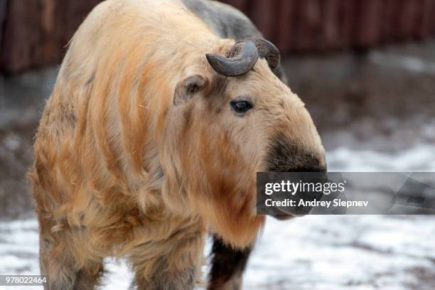 portrait of takin (budorcas taxicolor) - takin stock pictures, royalty-free photos & images