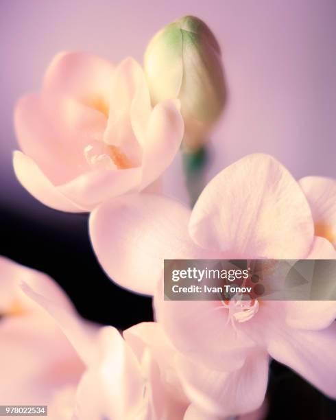 freesia - freesia flowers stock pictures, royalty-free photos & images