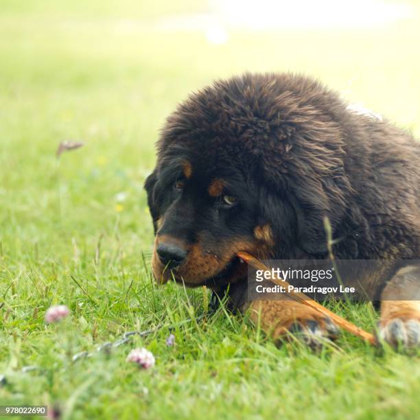 tibetan mastiff - tibetan mastiff stock-fotos und bilder