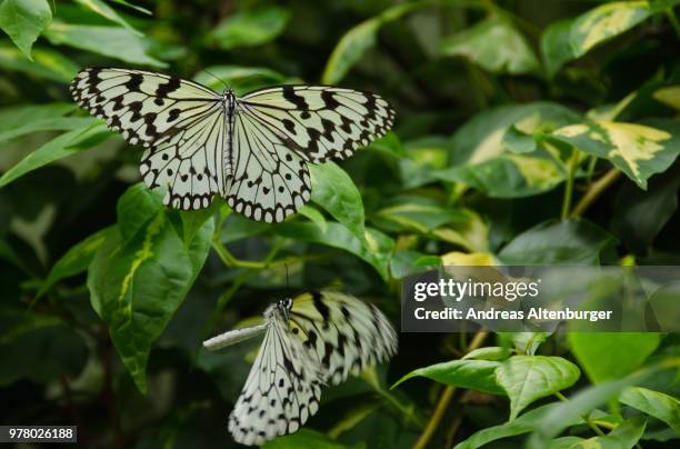 Tree Nymph Insect 405 Large Tree Nymph Stock Photos, High-Res Pictures, and Images ...