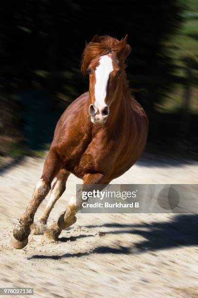 galloping brown horse - cheval de face photos et images de collection