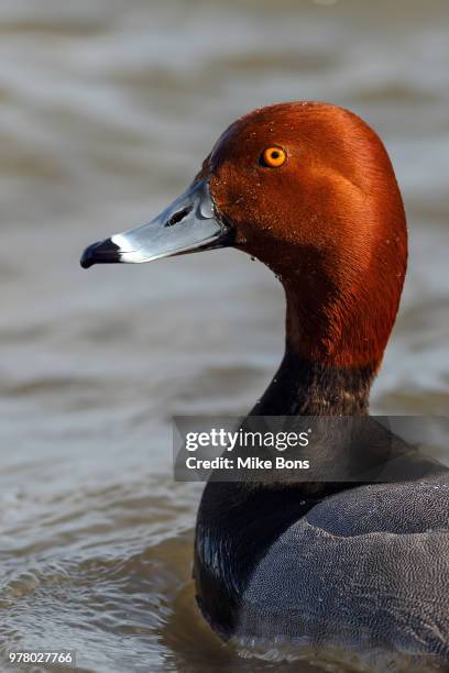 Redhead Drake Red Head Drake Photos and Premium High Res Pictures - Getty Images