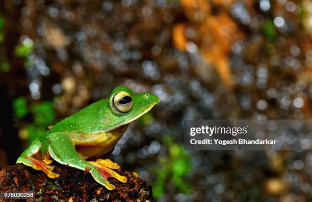 malabar gliding frog - green tree frog stock pictures, royalty-free photos & images