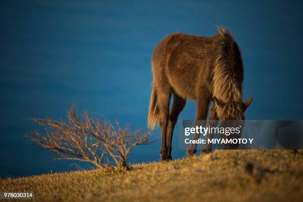 wild horse - miyamoto y stock pictures, royalty-free photos & images