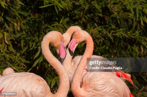 flamingo's heart - flamingo heart fotografías e imágenes de stock