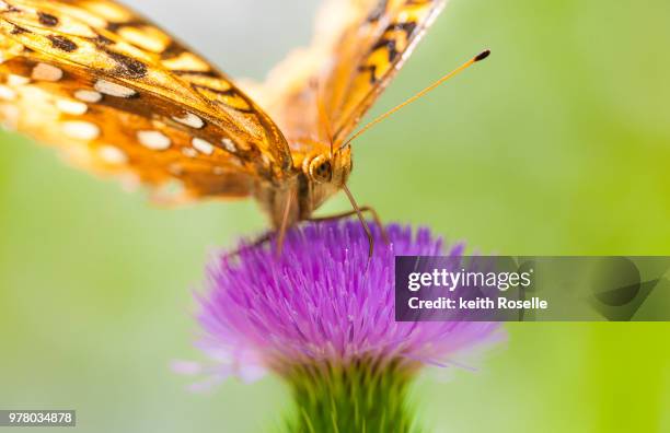 thirsty - geometridae stock-fotos und bilder