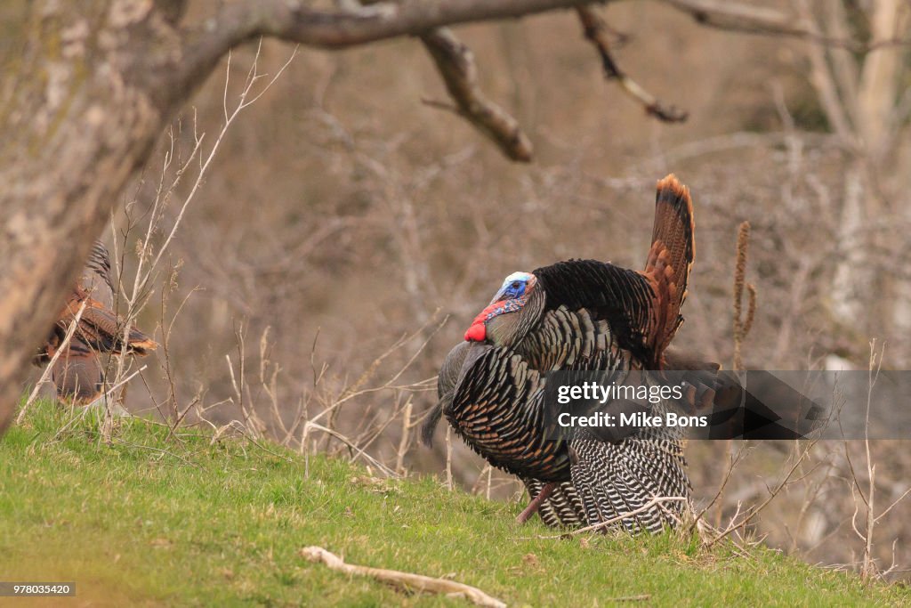 Tom High-Res Stock Photo - Getty Images