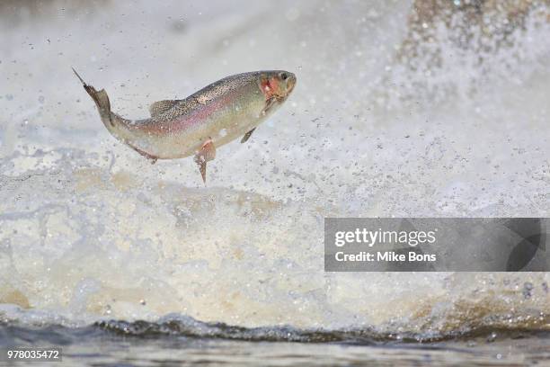 rainbow trout (oncorhynchus mykiss) jumping in water, ontario, canada - forelle stock-fotos und bilder
