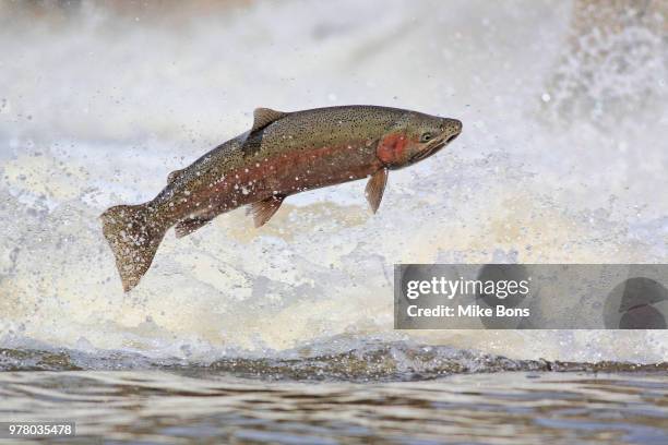 jumping marble trout (salmo trutta morpha fario), port hope, ontario, canada - rainbow trout stock pictures, royalty-free photos & images