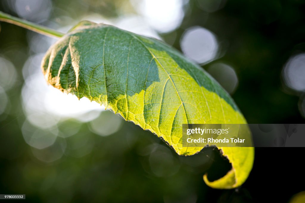 Shadow and light