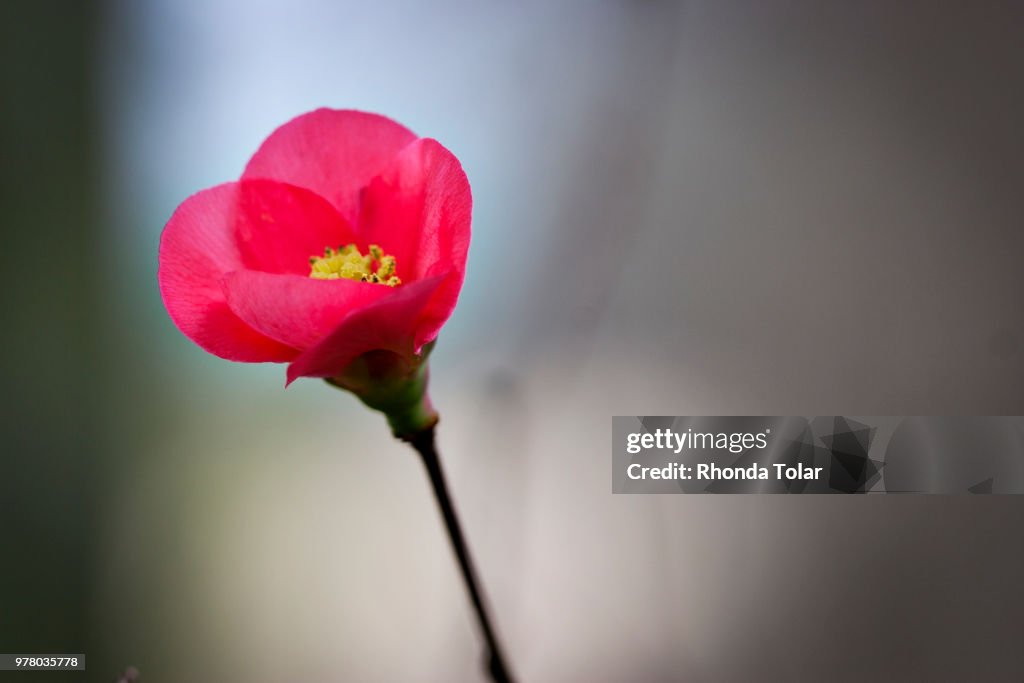 Wildflower
