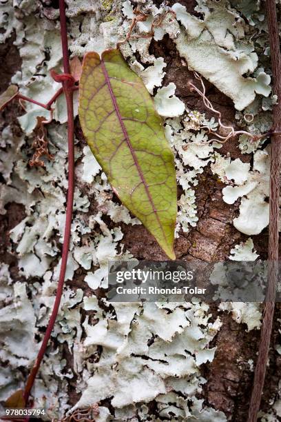 Single Leaf High-Res Stock Photo