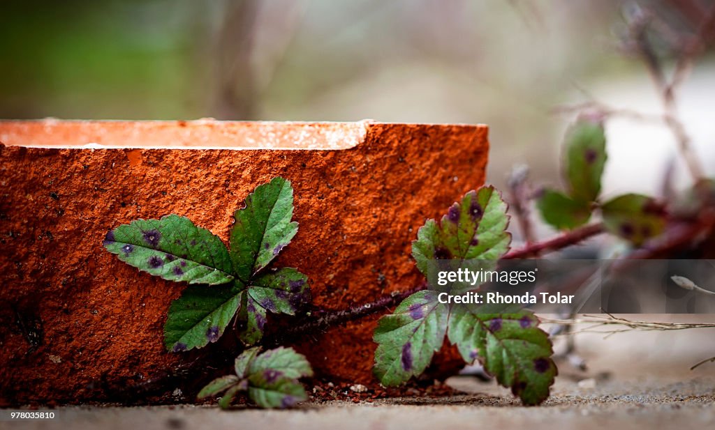 Oh snap red brick