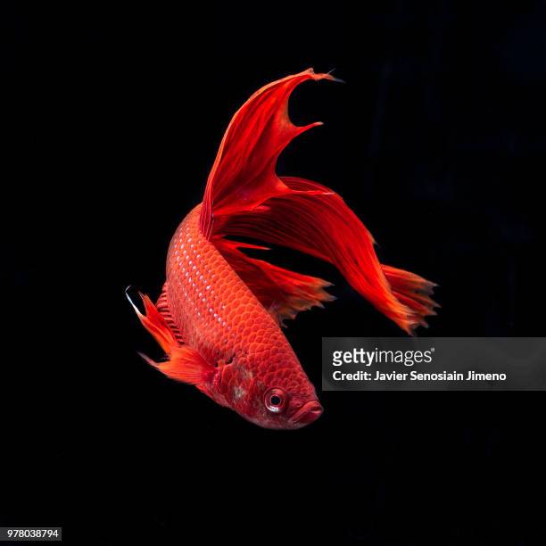 siamese fighting fish (betta splendens) - siamese fighting fish stock pictures, royalty-free photos & images