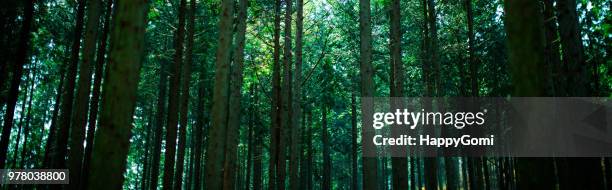 Phytoncide Phytoncide Photos and Premium High Res Pictures - Getty Images