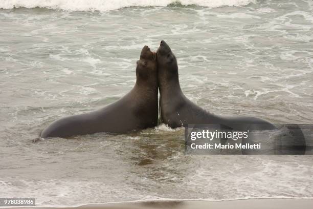 northern elephant seals - northern elephant seal stock-fotos und bilder