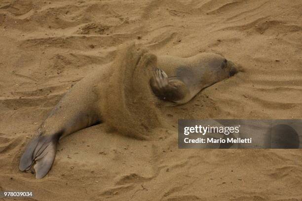 a northern elephant seal pup in the sand. - northern elephant seal stock-fotos und bilder