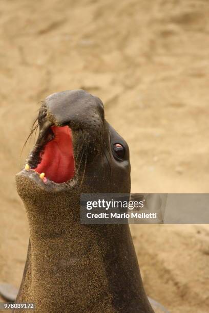 northern elephant seal - northern elephant seal stock-fotos und bilder