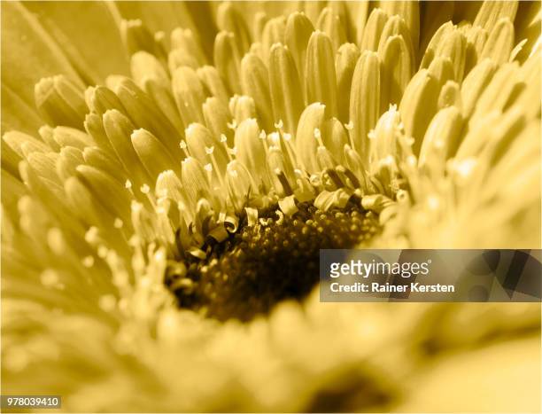 bloemzw - bloem plant stock pictures, royalty-free photos & images