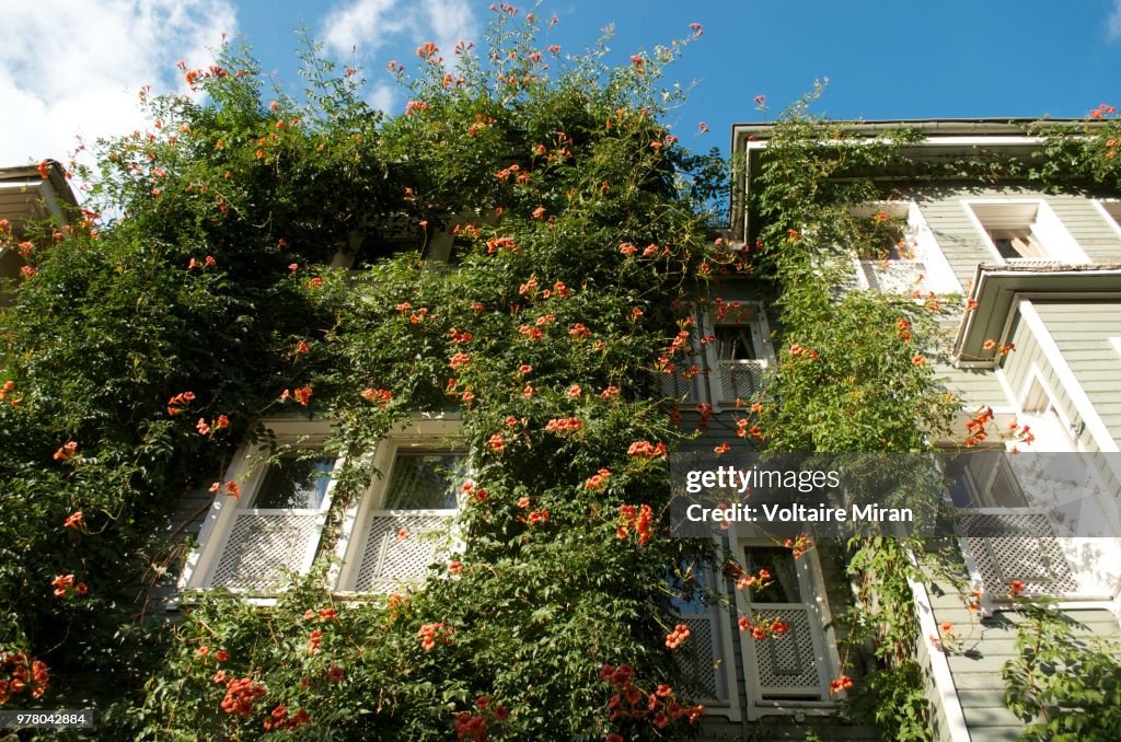 A Window to Istanbul