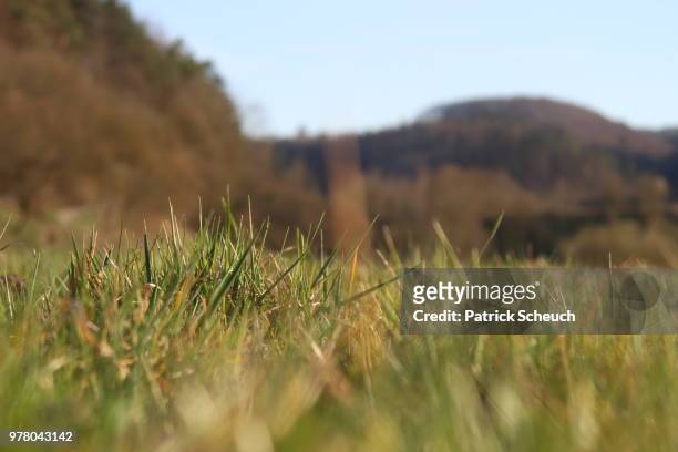 im gras liegend - gras field stock pictures, royalty-free photos & images