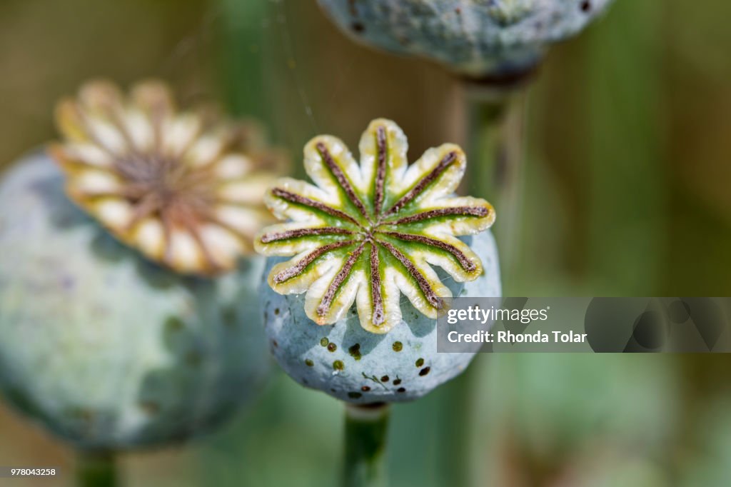 Poppy pod