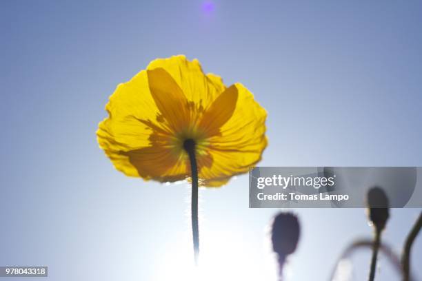 flower with goosebumps - goosebumps up close stock pictures, royalty-free photos & images