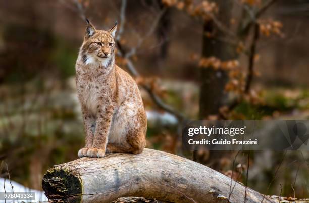 portrait of lynx sitting on log - lynx photos et images de collection