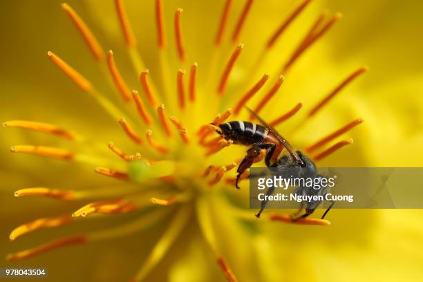 close-up of bee pollinating yellow flower - bee nguyen stock pictures, royalty-free photos & images