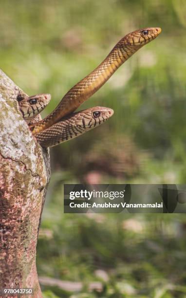 Three Pythons Venomous Lizards Photos and Premium High Res Pictures - Getty Images