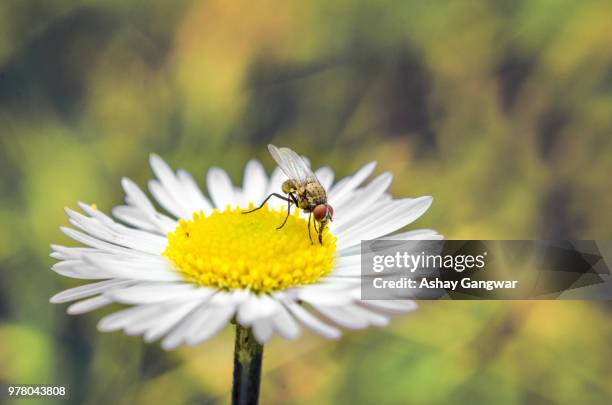 fly-bee - bee fly stock pictures, royalty-free photos & images