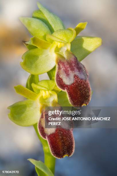 ophrys fusca - fusca stock pictures, royalty-free photos & images