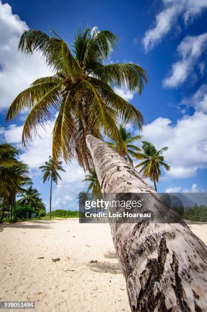 coconut tree - guadeloupe bildbanksfoton och bilder